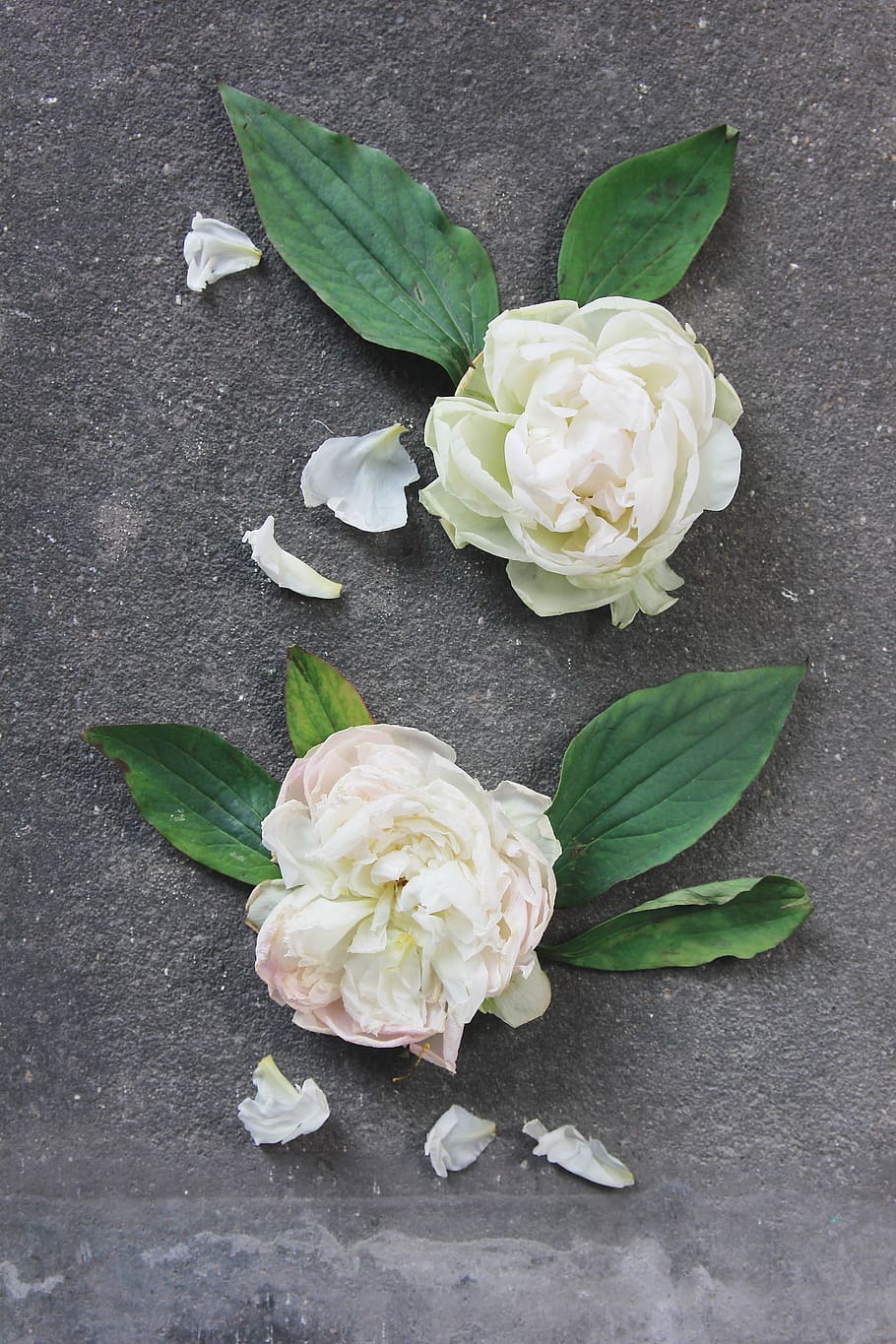 two white petaled floweres, leaf, plant part, flowering plant HD wallpaper
