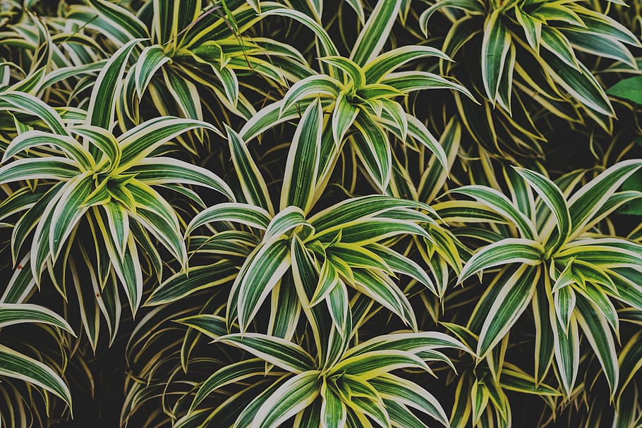 green-and-white leafed plants, forest, flora, tree, conifer, stripe HD wallpaper