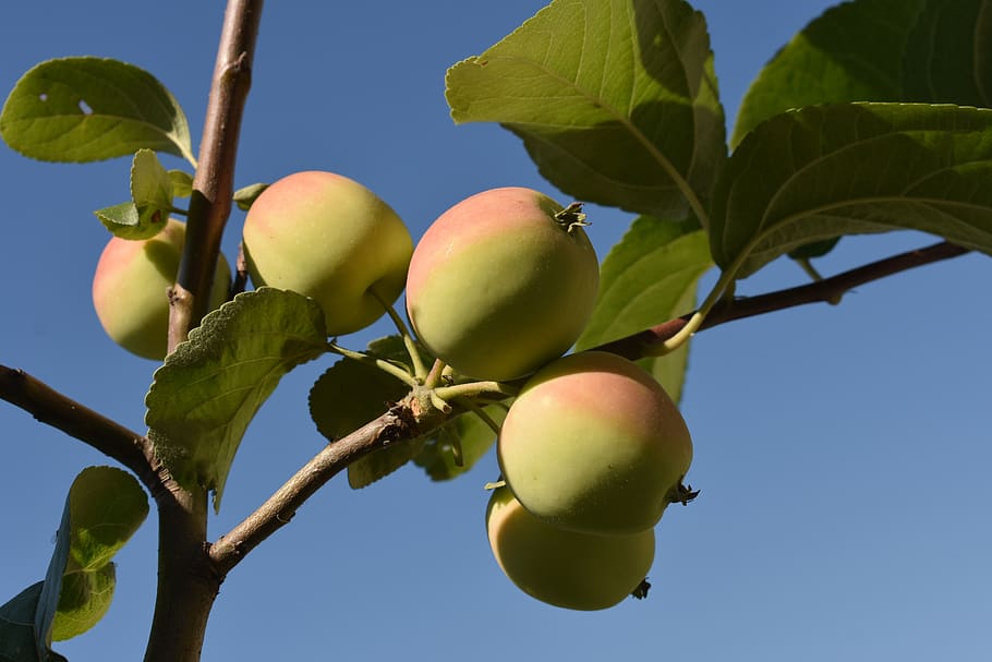 apples, tree, apple tree, garden, nature, vitamins, nutrition HD wallpaper