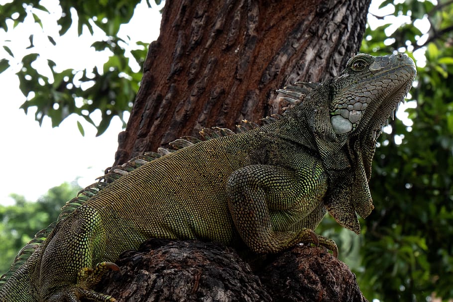 ecuador, iguana, reptile, lizard, animal themes, tree, one animal HD wallpaper