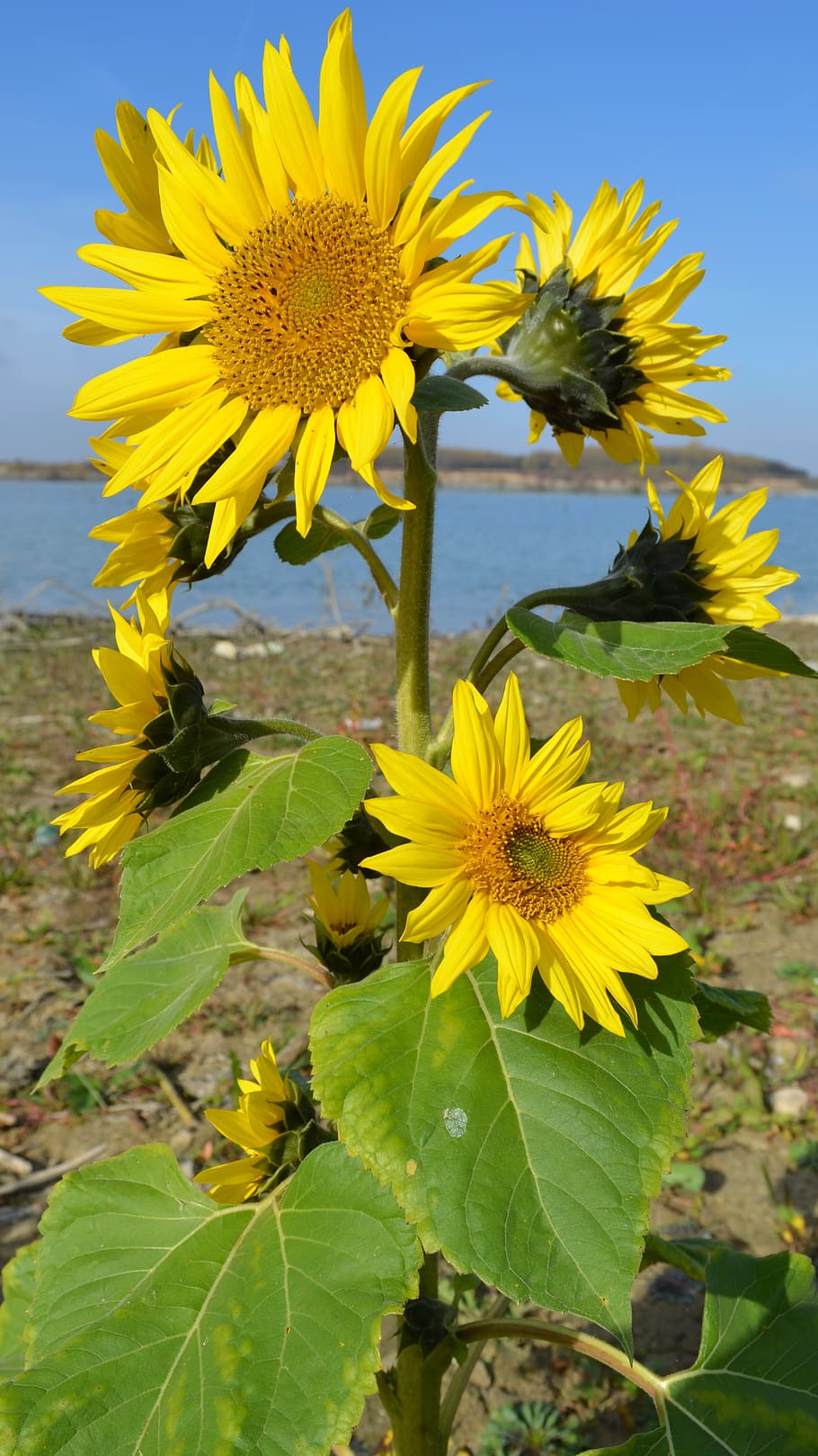 flower, water, yellow, flowering plant, vulnerability, fragility HD wallpaper