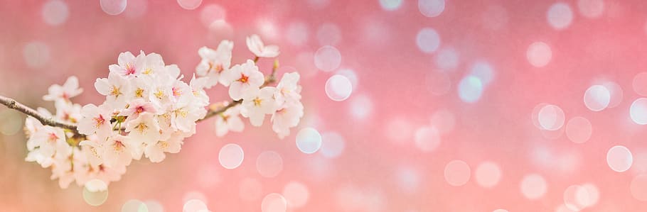 cherry blossoms, spring, bokeh, banner, header, landscape, pink, HD wallpaper