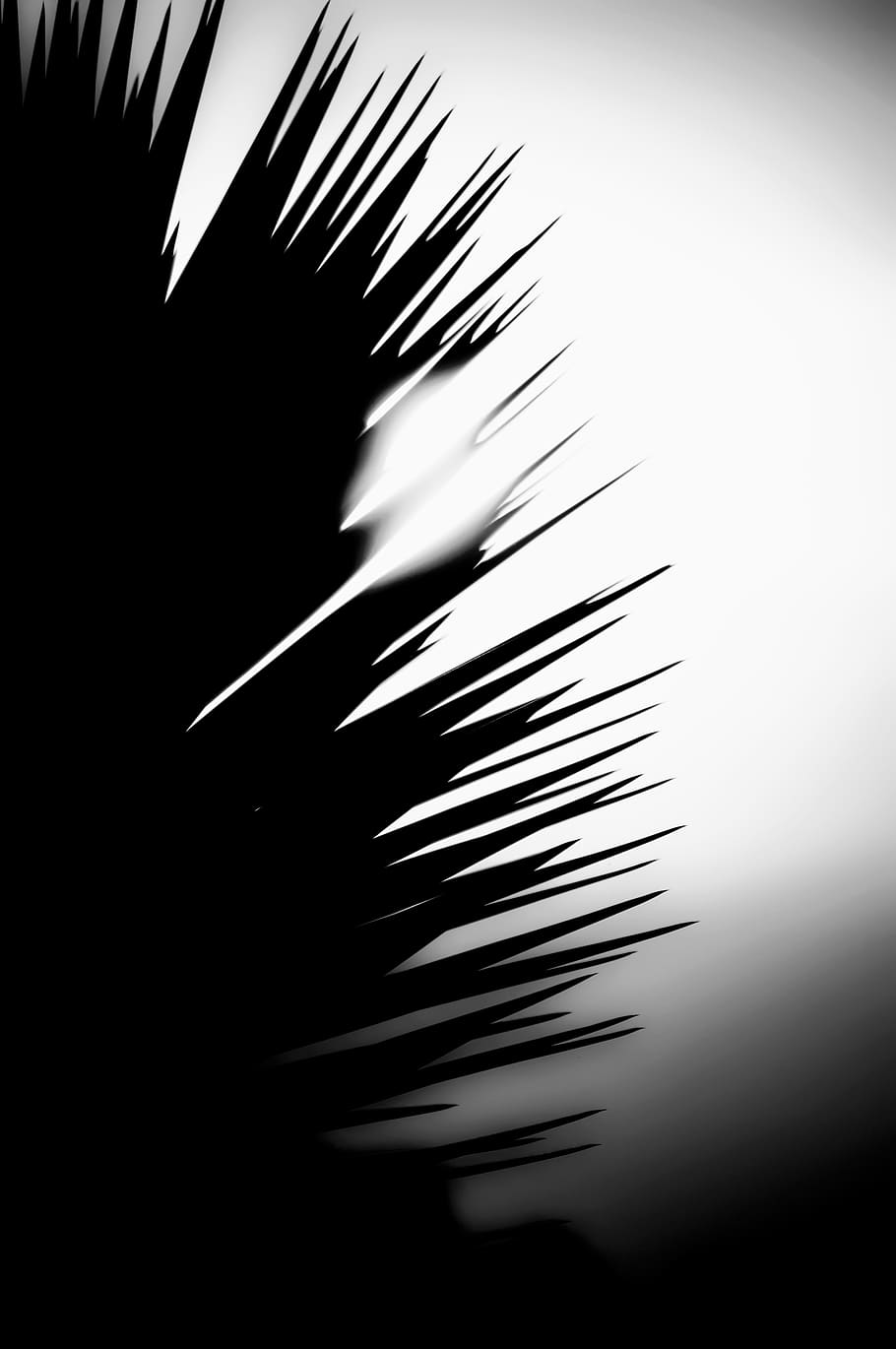 silhouette, no people, plant, sky, growth, nature, beauty in nature HD wallpaper