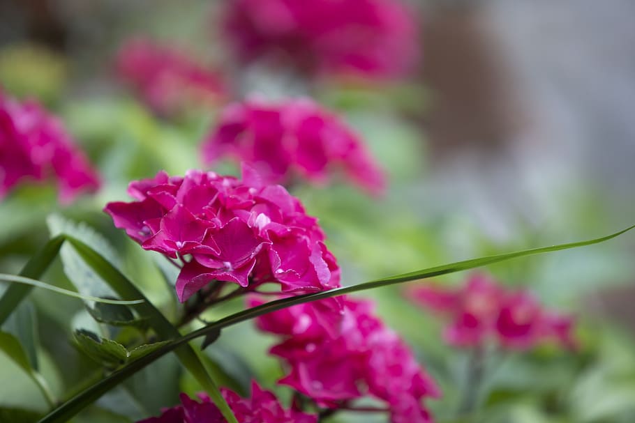 hydrangea, plant, nature, blossom, bloom, summer, flower, close up HD wallpaper