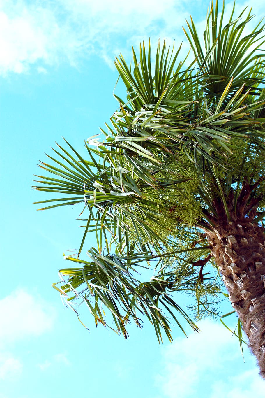 green palm tree, plant, flora, arecaceae, agavaceae, conifer HD wallpaper