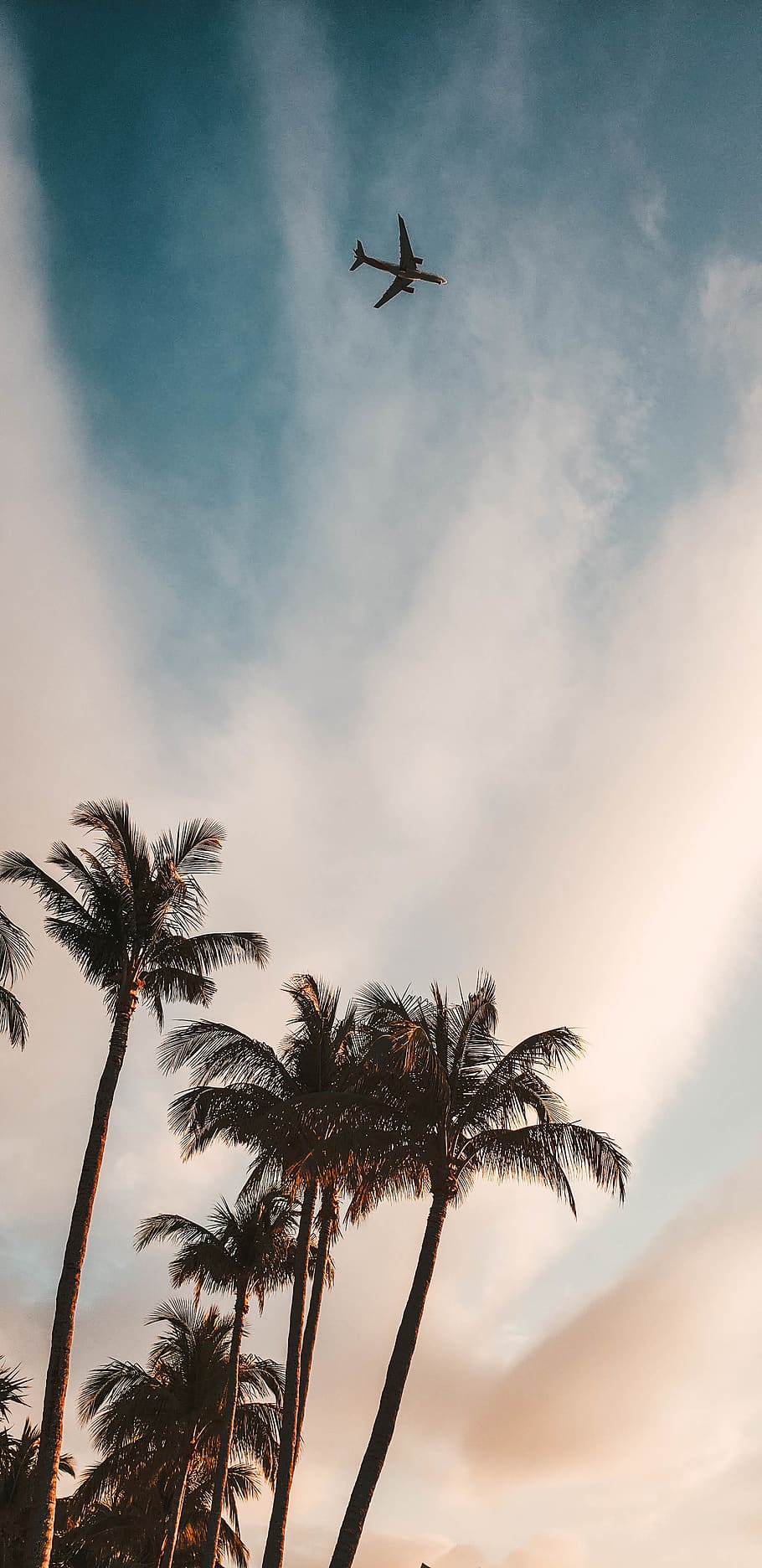 plane passing overhead, tree, plant, arecaceae, palm tree, summer HD wallpaper