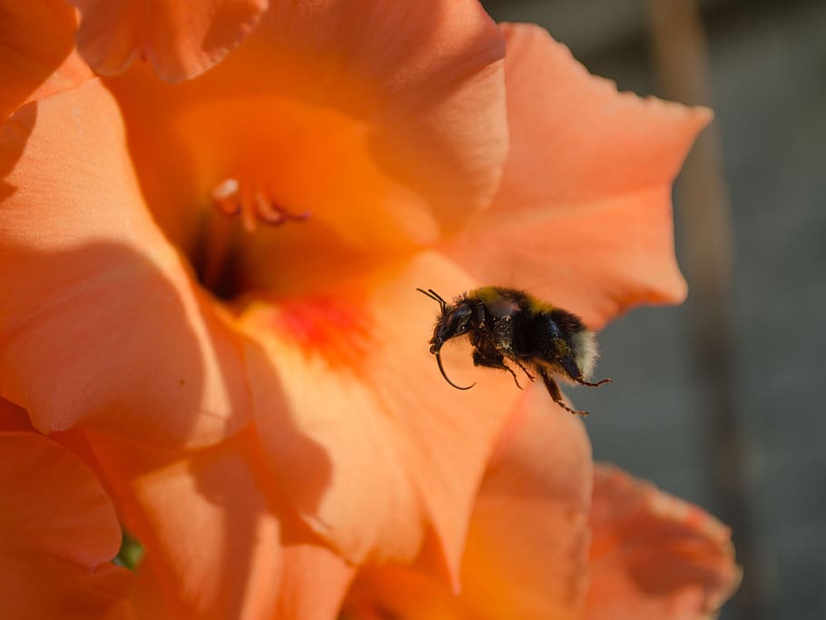 bumblebee, flower, flight, nectar, summer, macro, flying, petal HD wallpaper