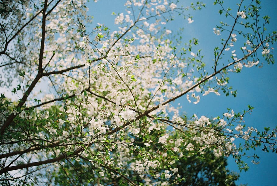 blooming white cherry blossoms, tree, plant, branch, flowering plant HD wallpaper