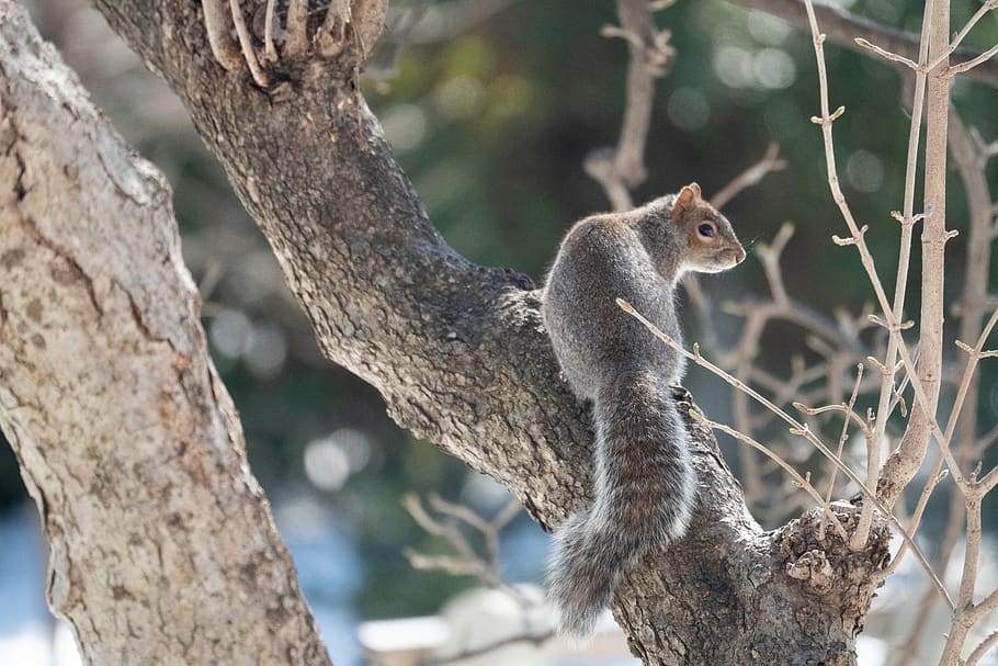 brown squirrel on tree, animal, rodent, mammal, abies, fir, plant HD wallpaper