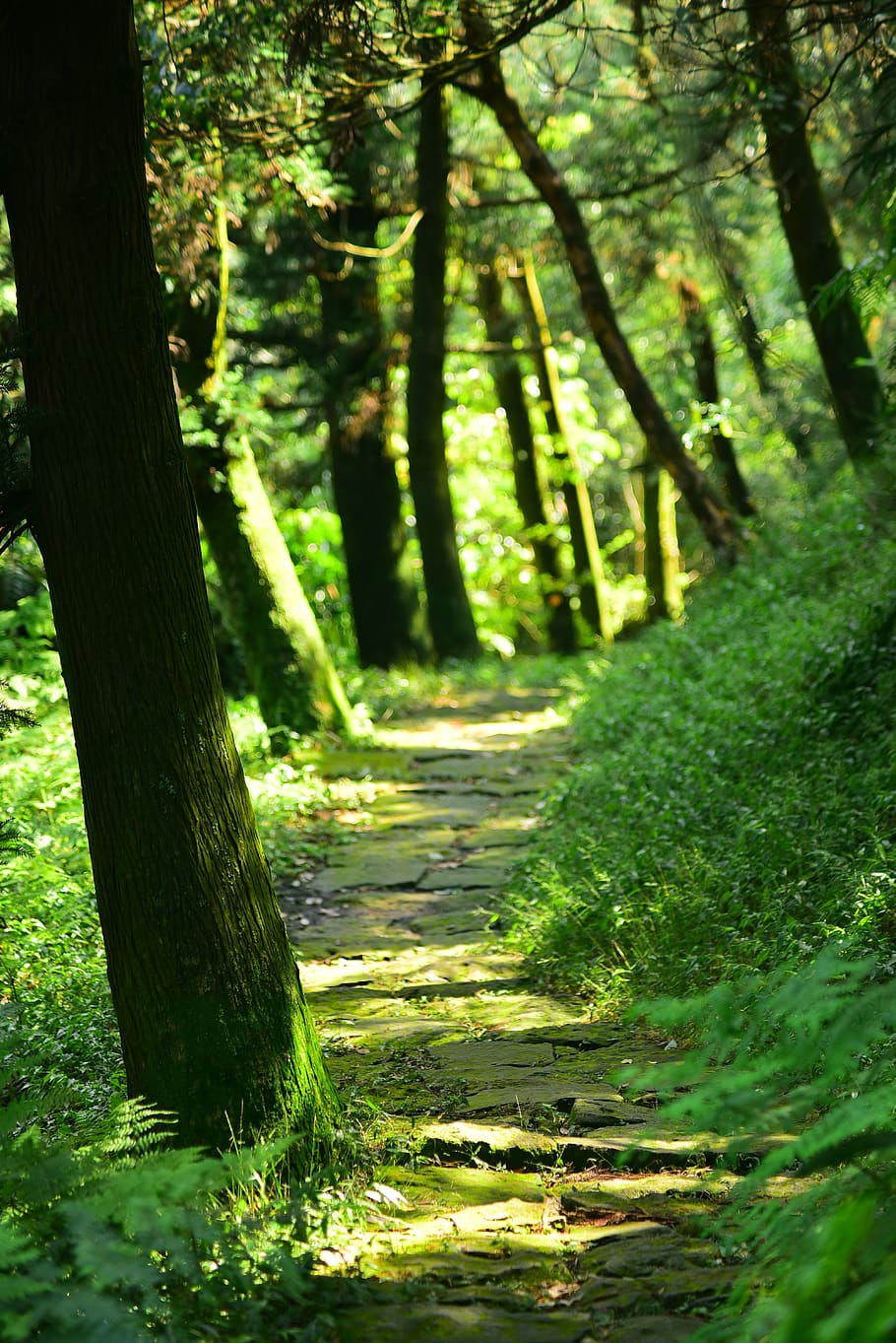 woods, tree, forest, forest road, mountain road, trail, plant HD wallpaper