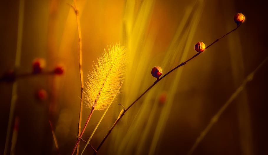 Close-up Photo Of Grass, macro, plant, focus on foreground, nature HD wallpaper