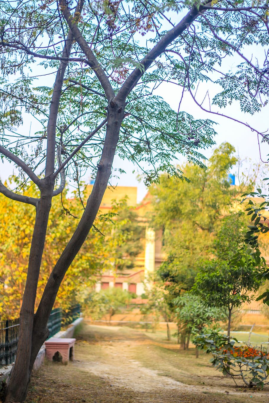park, leafs, trees, plant, nature, day, growth, the way forward HD wallpaper