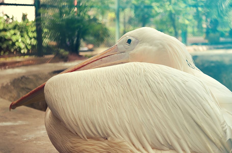 Pelicans Bahamas, birds, nature, zoo, animal themes, one animal