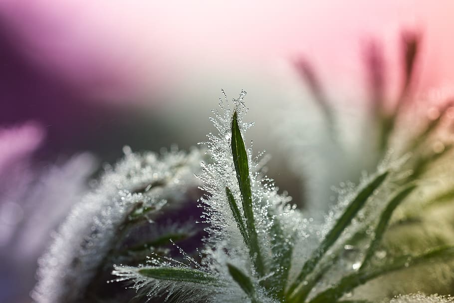 Shallow Focus Photography of Green Grass, blur, close-up, dew HD wallpaper