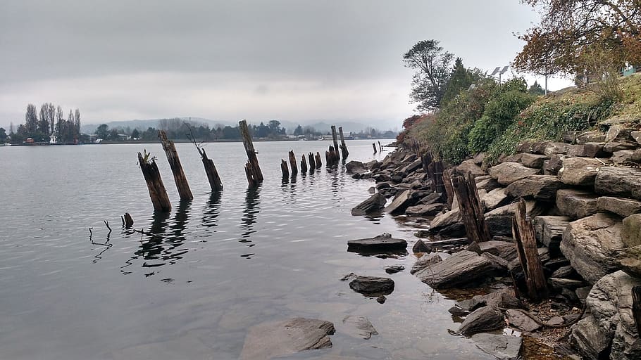 chile, valdivia, rivers, water, tree, nature, sky, plant, day HD wallpaper