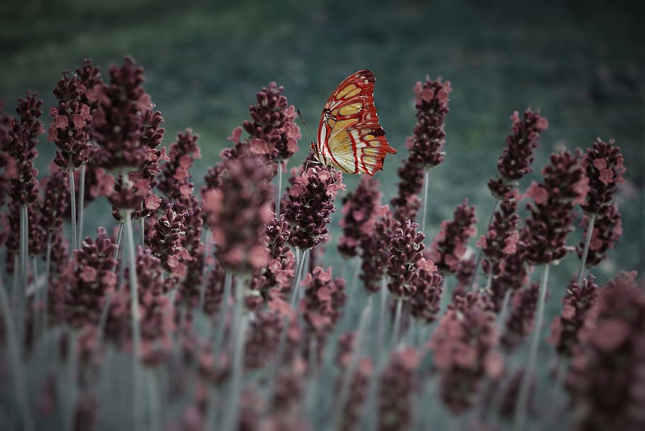Red and Yellow Butterfly, aromatic, bloom, blooming, blossom HD wallpaper