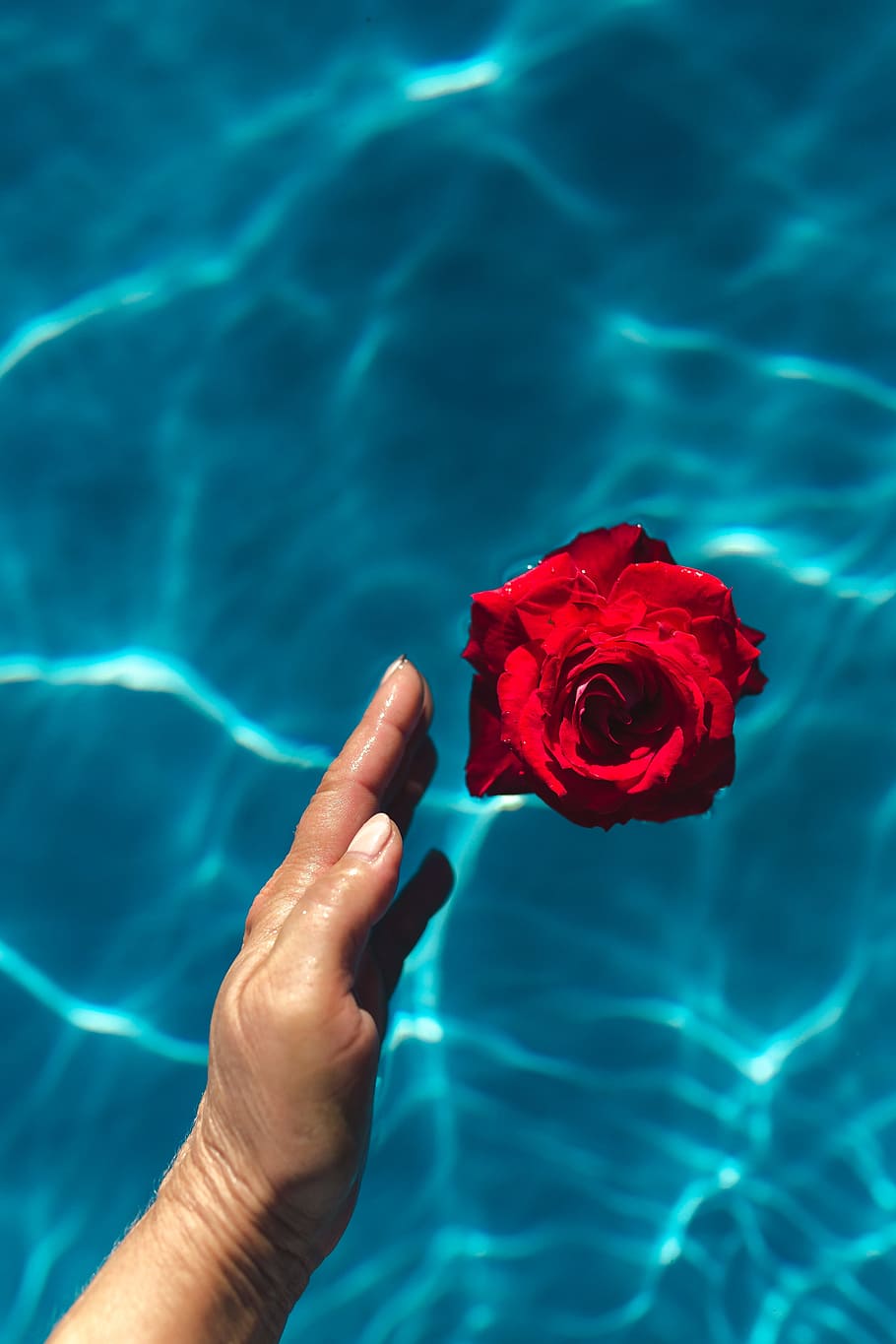 Fresh garden rose on the blue water of a swimming pool on a warm summer day