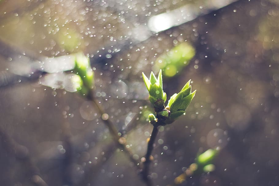 spring, wet, garden, green, fresh, water, light, nature, bokeh HD wallpaper