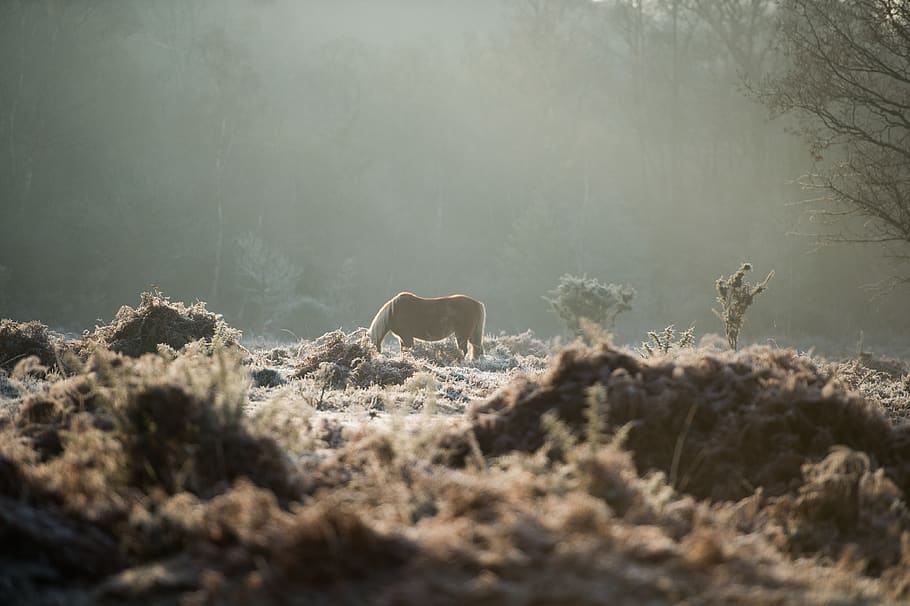 brown horse, animal themes, mammal, animal wildlife, one animal HD wallpaper