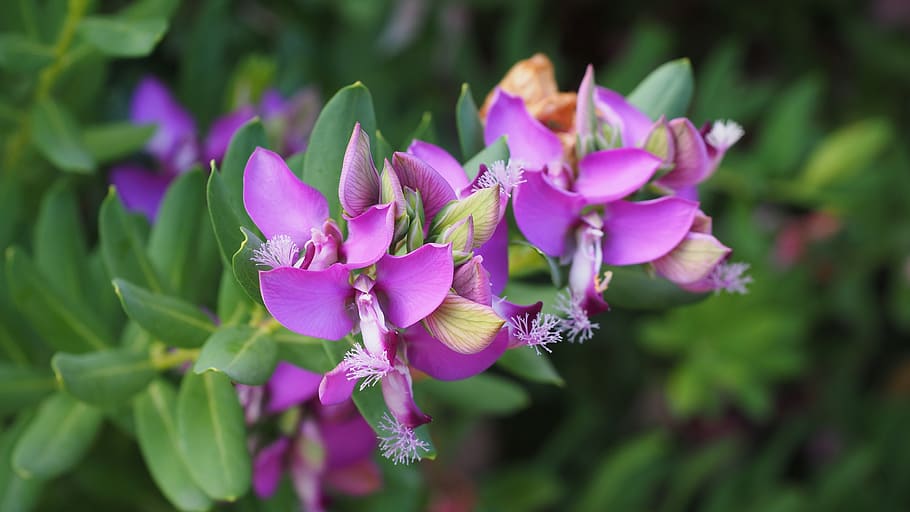 Close Up Photography of Purple Flower, bloom, blossom, close-up HD wallpaper