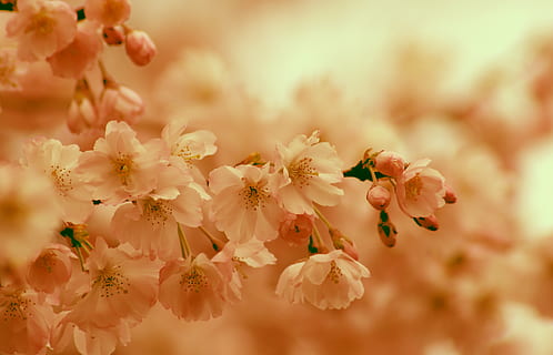 cherry blossom, spring, bloom, pink, orange, sun, summer, branch HD wallpaper