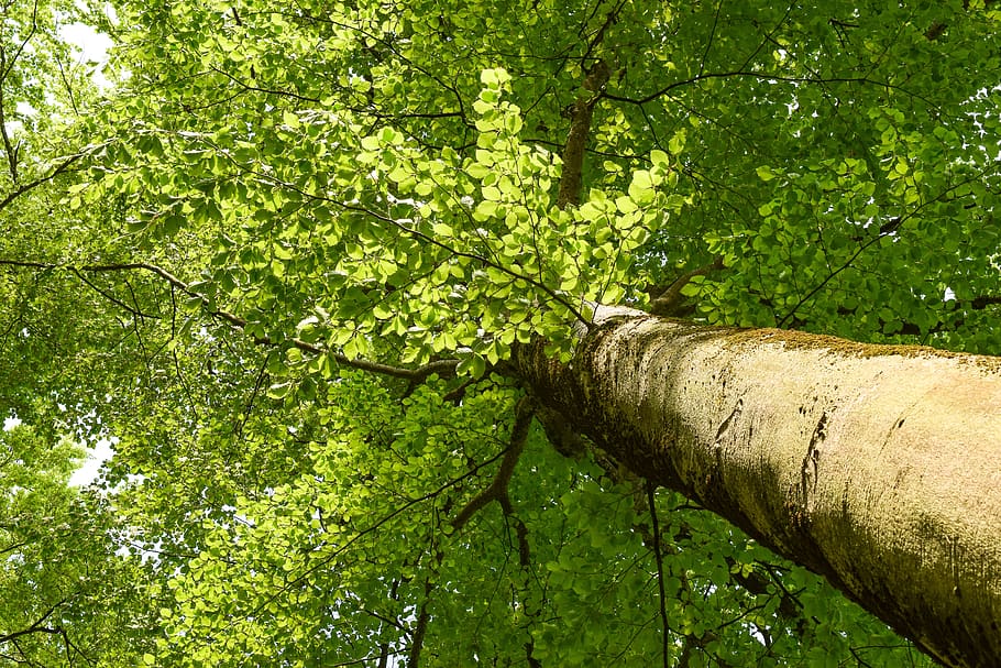 tree, beech, forest, nature, leaf, spring, tribe, light green HD wallpaper