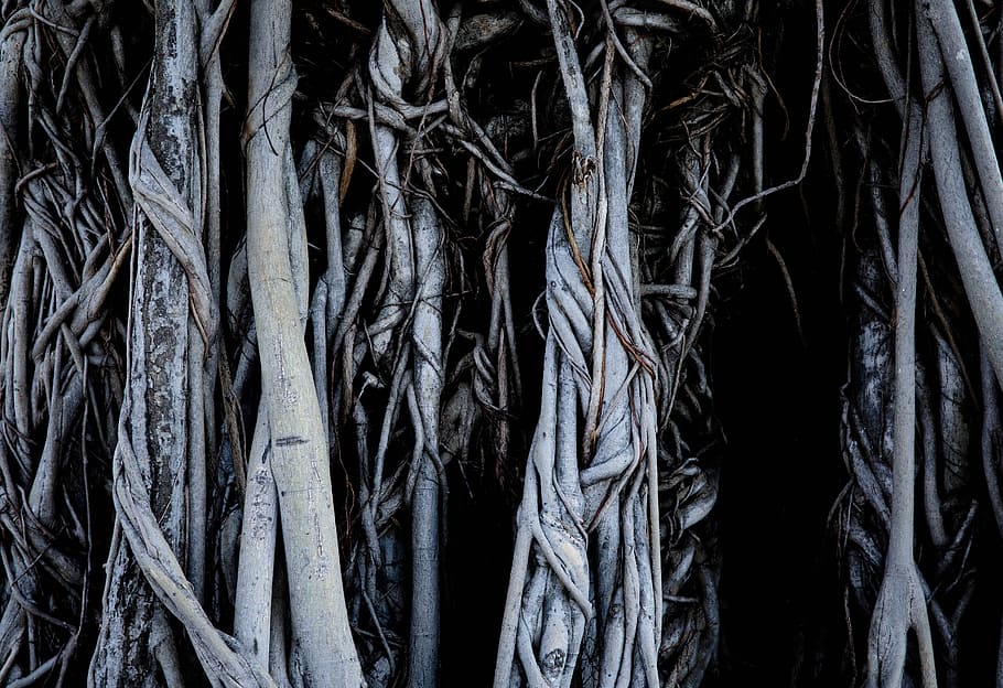 brown roots, tree roots, forest, dark, dried, dry, wooden roots HD wallpaper