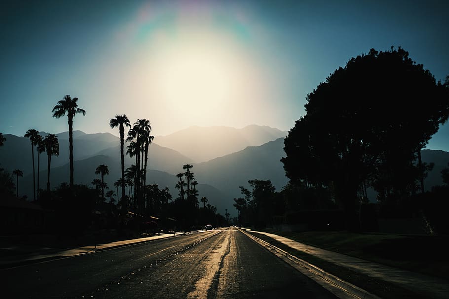 road, palm spring, palm tree, sunset, plant, sky, transportation HD wallpaper