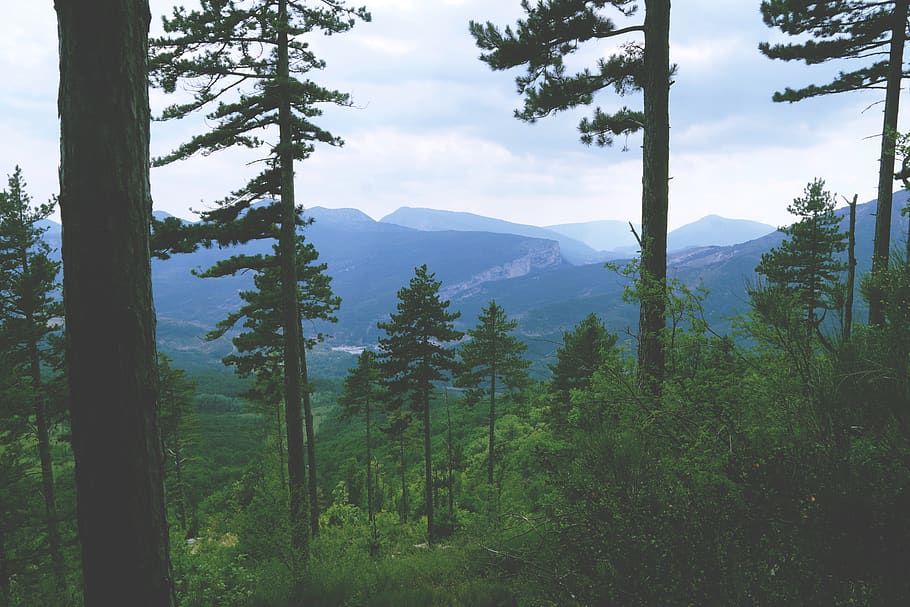 tree, plant, mountain, beauty in nature, tranquil scene, scenics - nature HD wallpaper