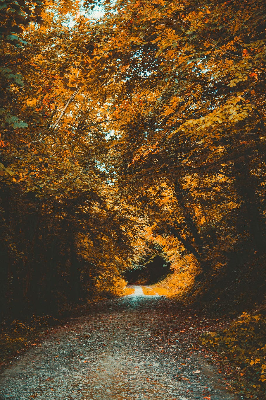 Empty Pathway Between Brown Leafed Trees, bright, color, daylight HD wallpaper