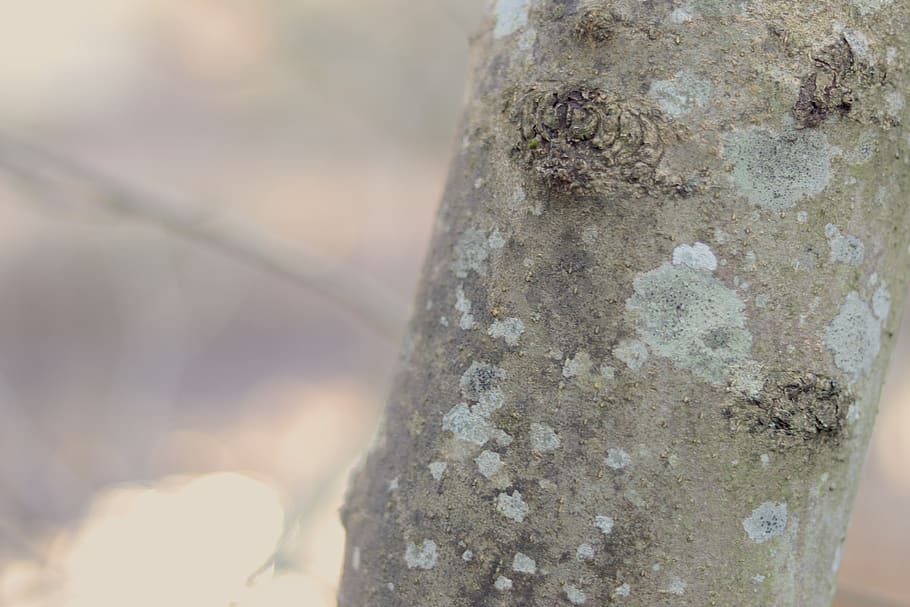 birch, tree, trunk, bokeh, close-up, tree trunk, focus on foreground HD wallpaper