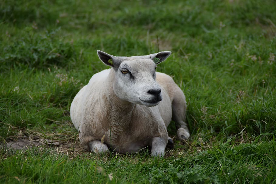 white, sheep, wool, animal, mammal, lamb, cattle, cute, meadow HD wallpaper