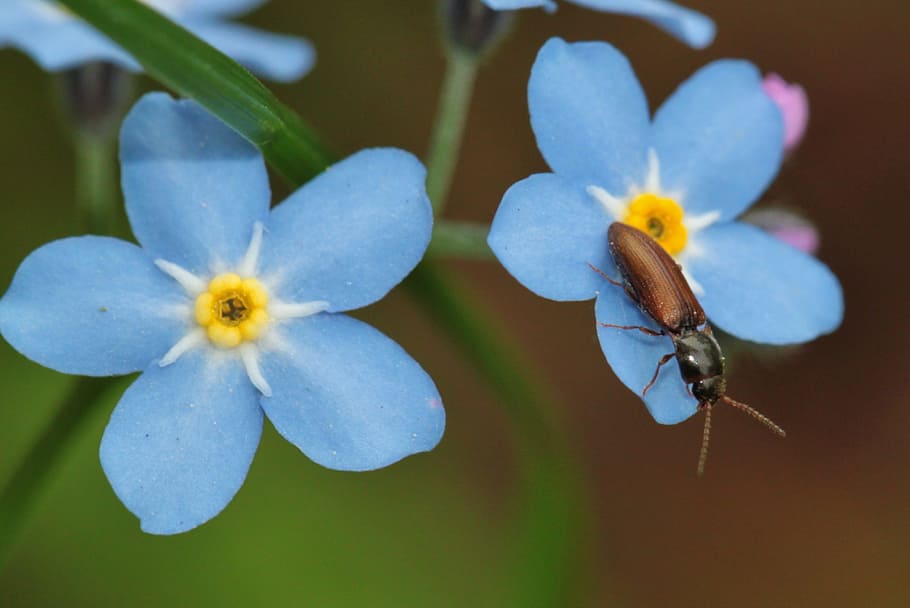 nature, insect, bug, flower, blue, garden, fresh, fragrance HD wallpaper