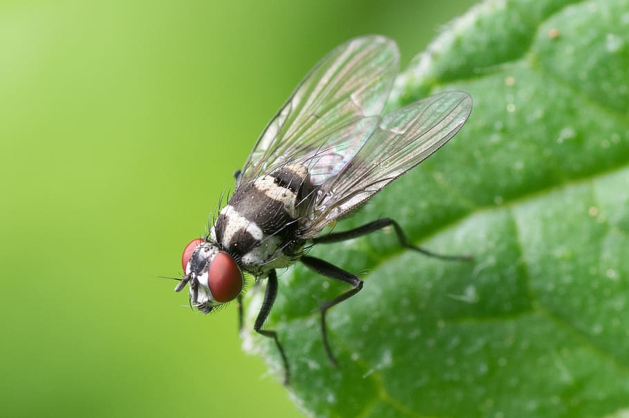 Black and Red Flying Insect Perched on Green Leaf, blur, bug HD wallpaper