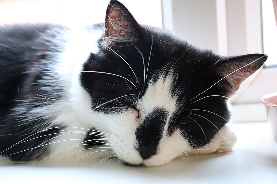 cat, sleeping, pet, animal, cute, pets, domestic cat, feline HD wallpaper