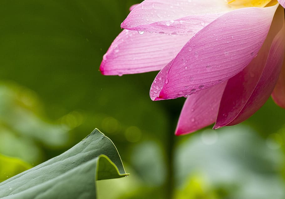 Pink Multi Petaled Flower Near Green Leaf, bloom, blossom, close-up HD wallpaper