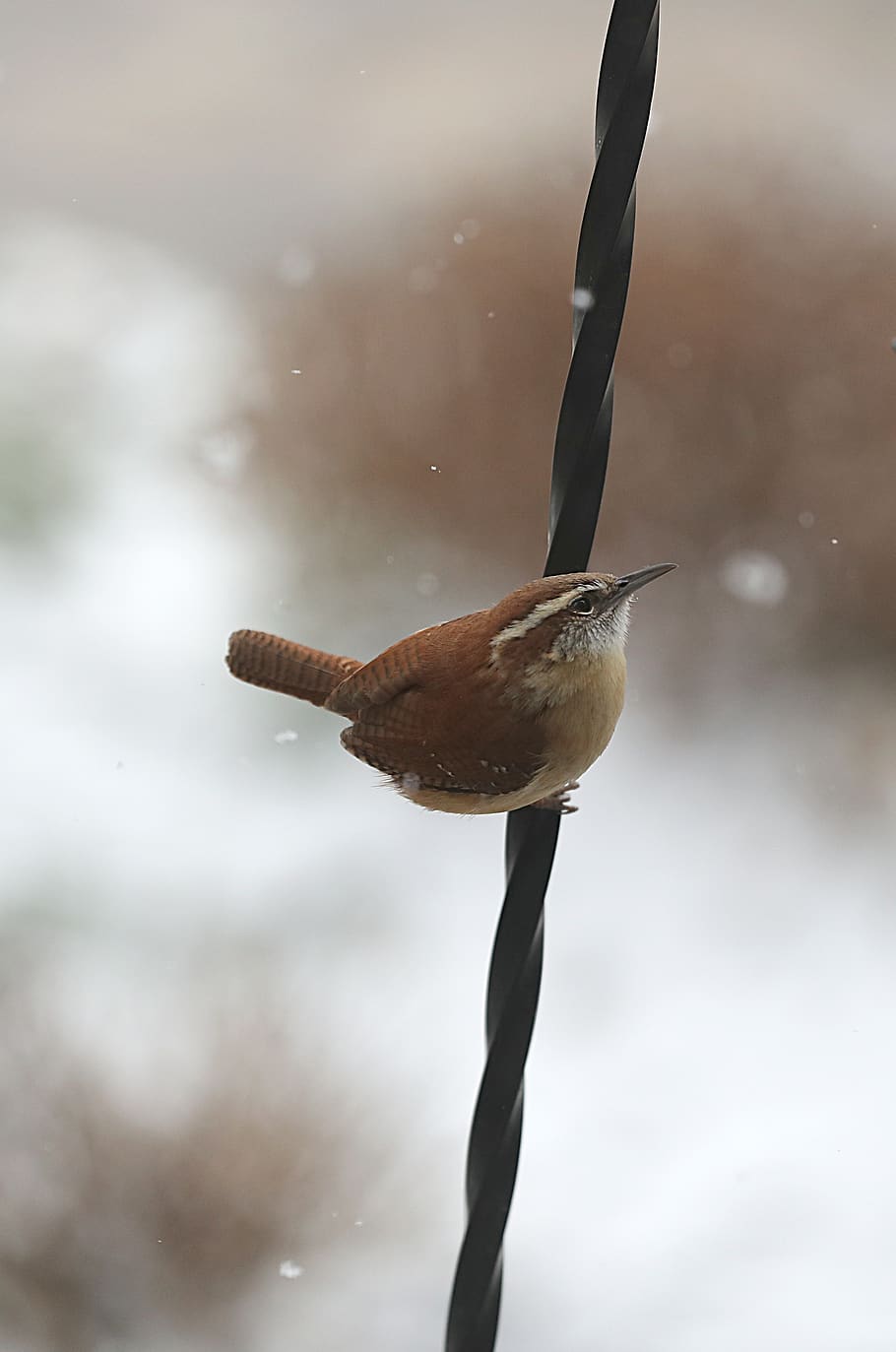 bird perching on wire, animals in the wild, animal wildlife, one animal HD wallpaper