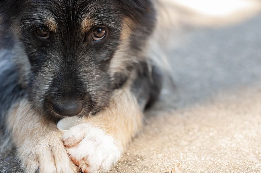 domestic, pets, mammal, domestic animals, dog, one animal, canine HD wallpaper