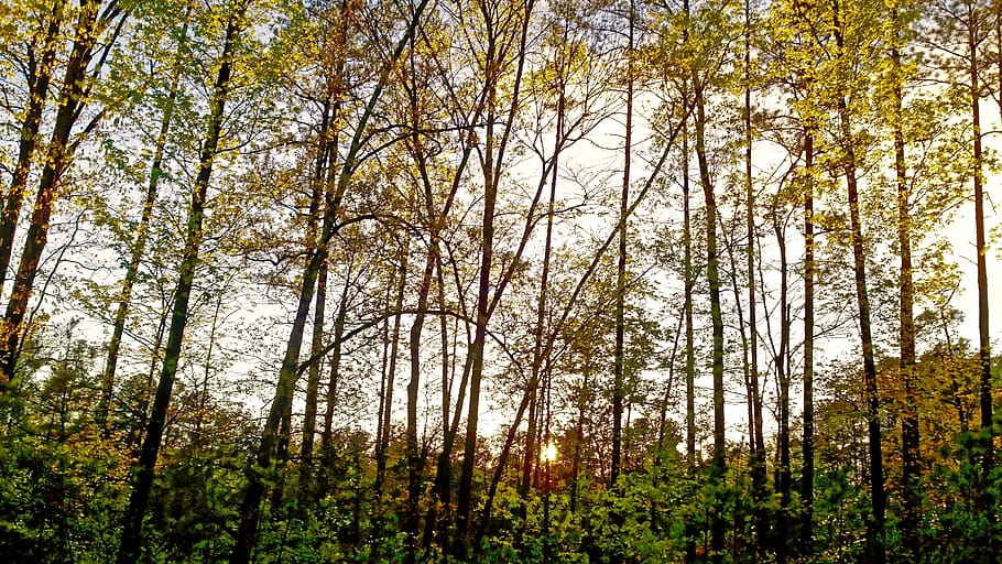trees, sunset, sky, plant, forest, land, growth, beauty in nature HD wallpaper