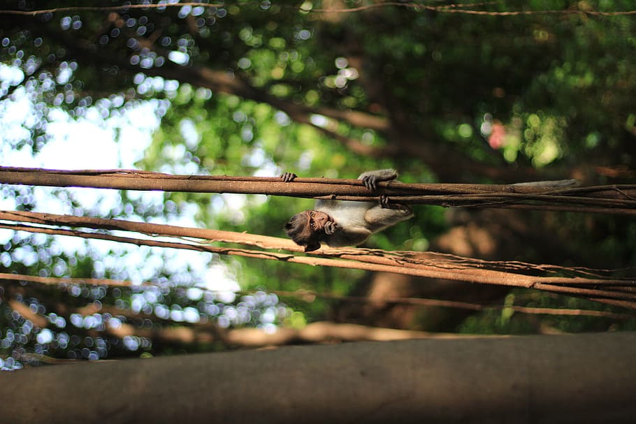 forest, monkey, leaf, bokeh, tree, nature, trees, animals, wild HD wallpaper