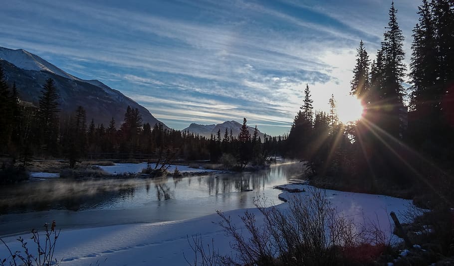river in between forest during sunet, tree, plant, fir, abies HD wallpaper