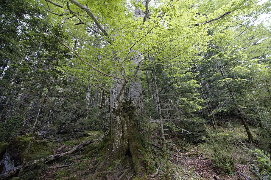 tree, plant, tree trunk, torla, parque nacional de ordesa y monteperdido HD wallpaper
