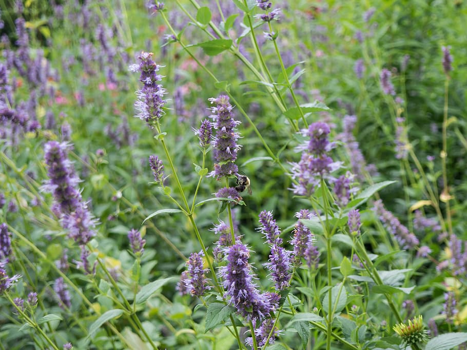 bee, flower, garden, plant, flowering plant, beauty in nature HD wallpaper