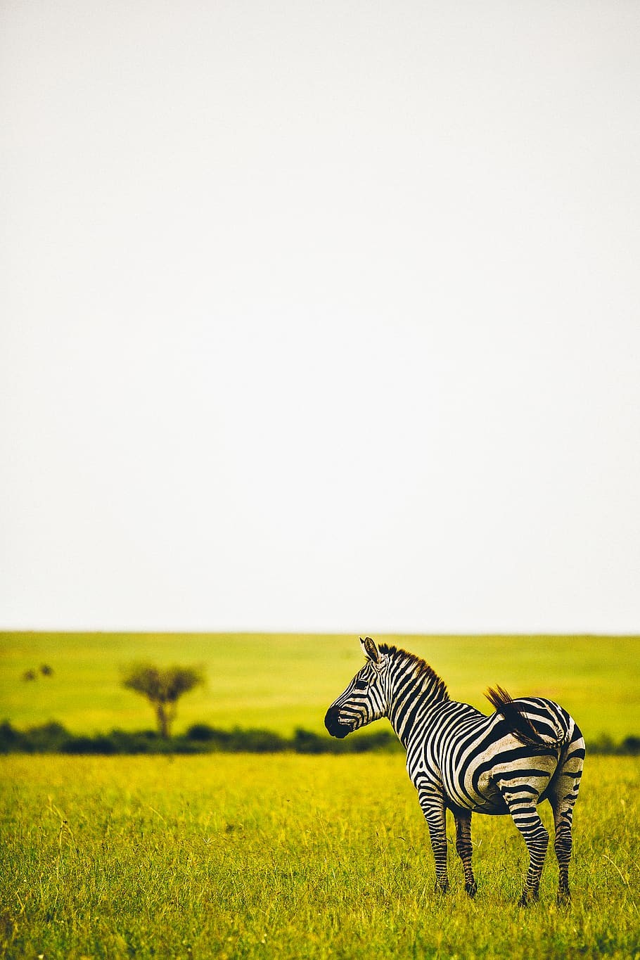 zebra on grass field, wildlife, animal, mammal, nature, outdoors HD wallpaper