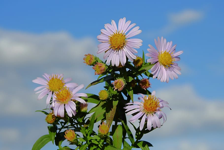 flowers, sky, the background, clouds, flowering plant, freshness HD wallpaper