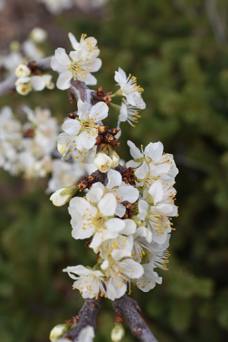 flower, tree, blossom, spring, bloom, nature, branch, white HD wallpaper