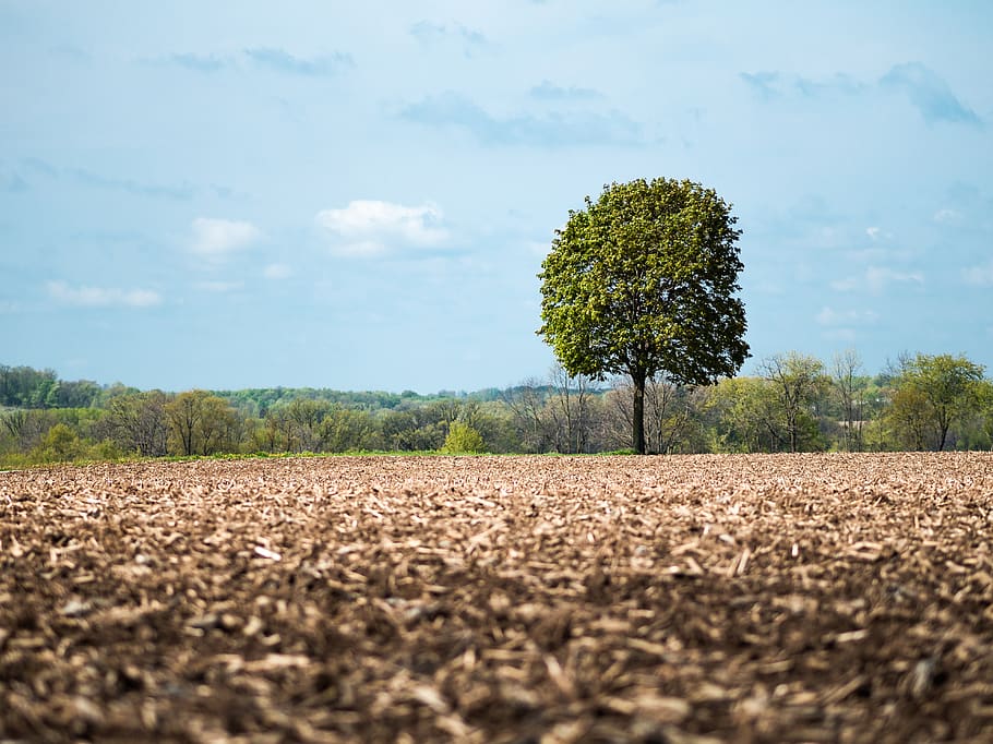 green tree under blue sky, nature, soil, plant, flora, oak, dodge HD wallpaper