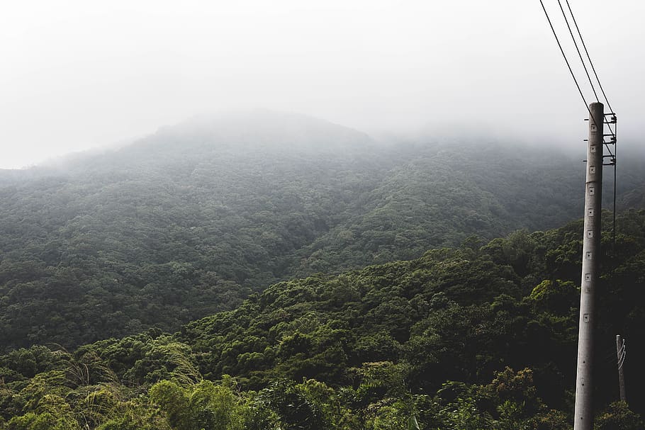 forest, jungle, taipei, clouds, fog, eletric line, campaign HD wallpaper