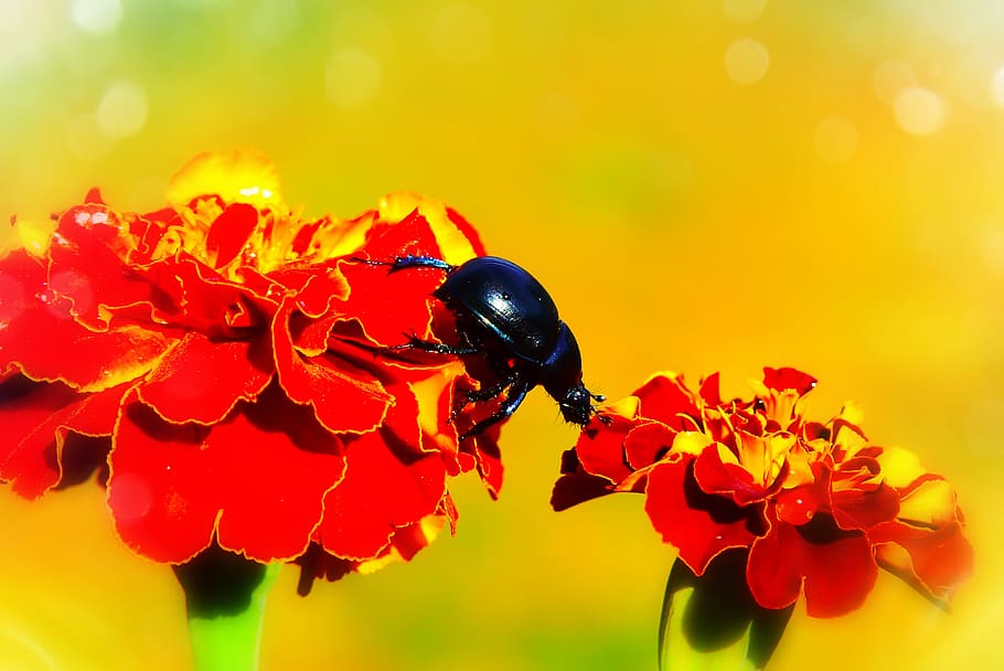 beetle on red flower, plant, pollen, clothing, apparel, helmet HD wallpaper