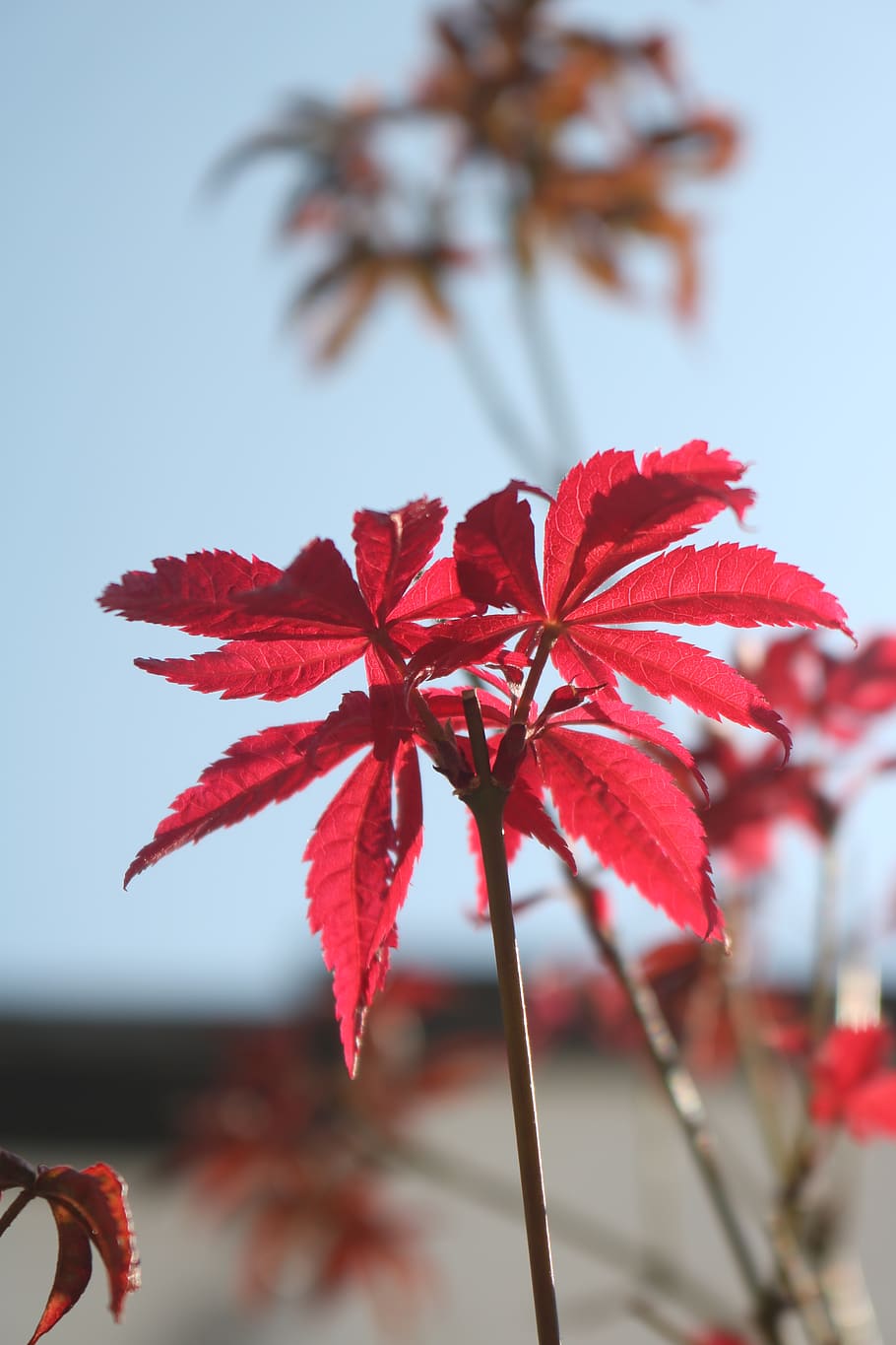 flower, focus on foreground, plant, red, close-up, beauty in nature HD wallpaper